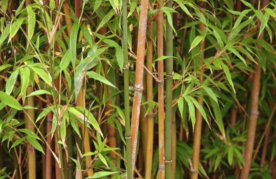 פתרונות במבוק2